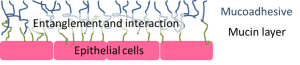 Mucin/mucoadhesive interaction mechanism