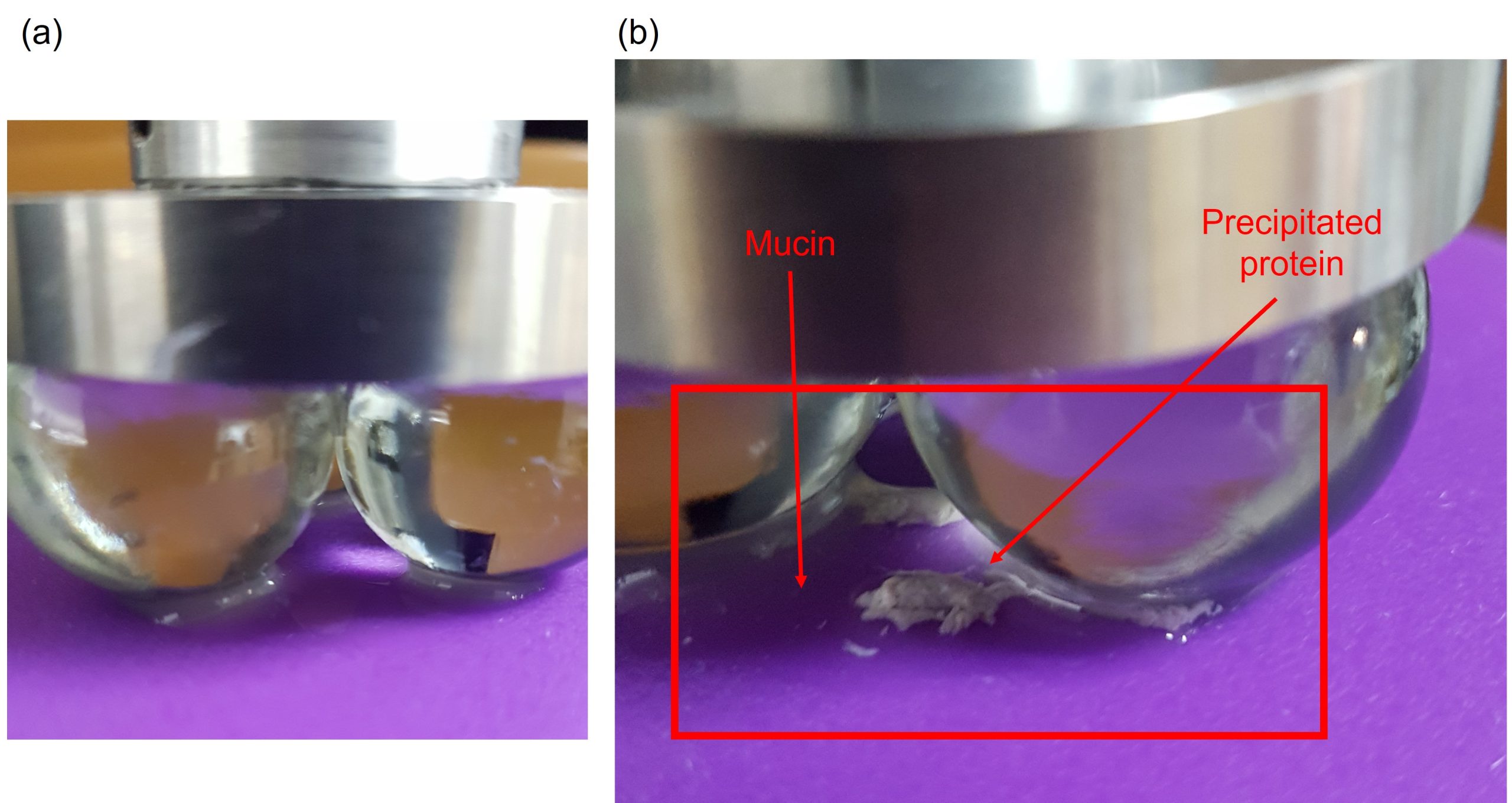 image showing change in appearance of mucin upon addition of 10% tannic acid (aq.) solution