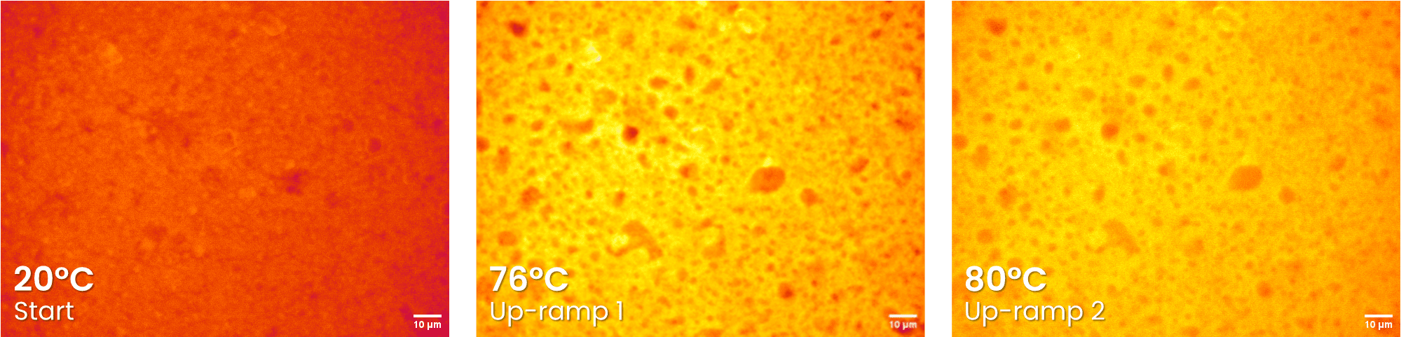 rheo-micro imaging for dairy slice with acridine orange stain