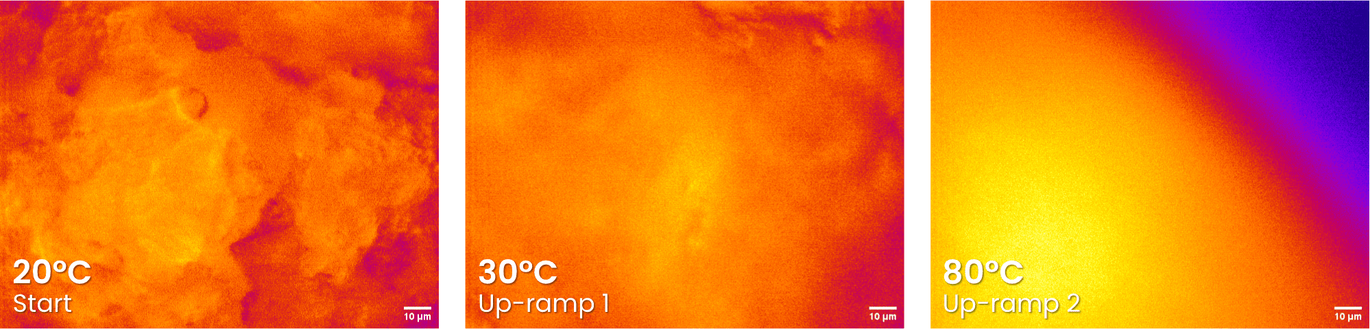 rheo-microscopy imaging for vegan cheddar under nile red dye