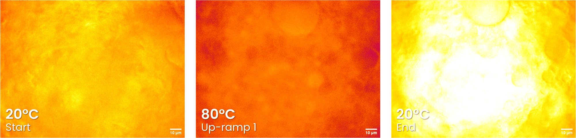 rheo-microscopy imaging for vegan slice